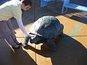 Annie pets the stone tortoise
